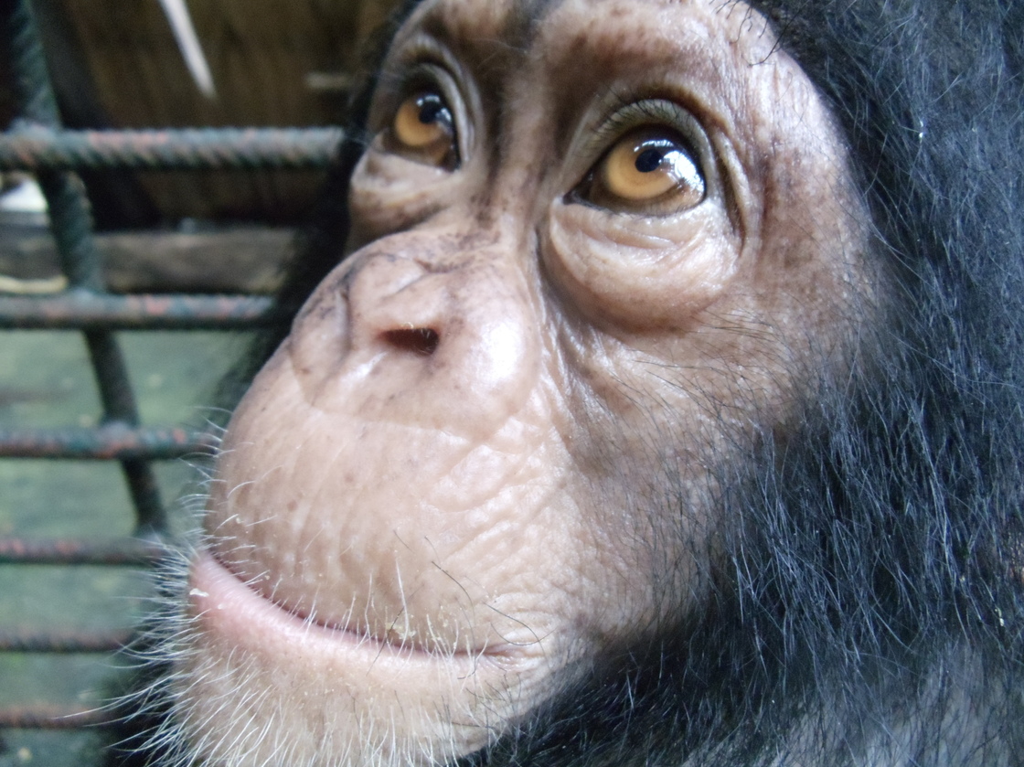 Yabien, a three-year-old chimpanzee at the Limbe Wildlife Centre in Cameroon