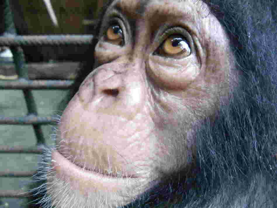 Yabien, a three-year-old chimpanzee at the Limbe Wildlife Centre in Cameroon