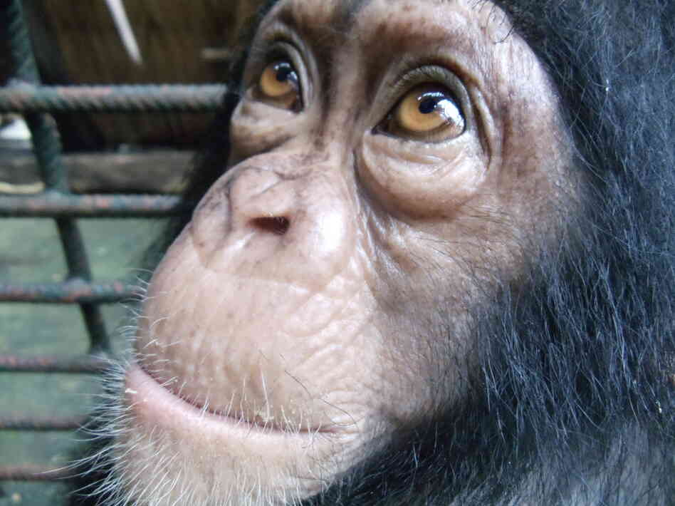 Yabien, a three-year-old chimpanzee at the Limbe Wildlife Centre in Cameroon