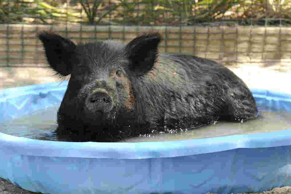 In this photo provided by the Chicago Zoological Society, Honey, a 2-year-old American Guinea hog at the Brookfield Zoo in Brookfield, Ill., cools off.