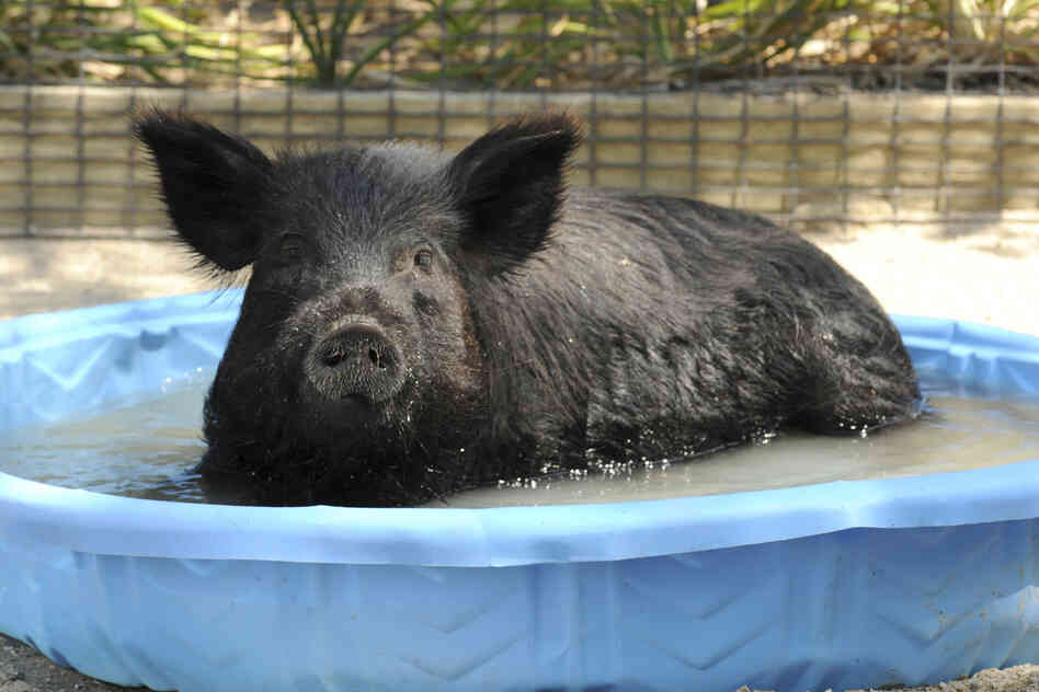 In this photo provided by the Chicago Zoological Society, Honey, a 2-year-old American Guinea hog at the Brookfield Zoo in Brookfield, Ill., cools off.