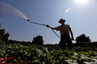 Doug Jones, owner of Piedmont Biofarm in Pittsboro, N.C., waters vegetables as temperatures in the South soar, Friday, June 29. Triple-digit temperatures are expected for several days in North Carolina. Doug Jones, owner of Piedmont Biofarm in Pittsboro, N.C., waters vegetables as temperatures in the South soar, Friday, June 29. Triple-digit temperatures are expected for several days in North Carolina.
