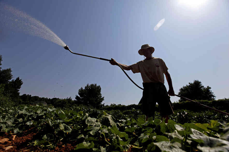 Doug Jones, owner of Piedmont Biofarm in Pittsboro, N.C., waters vegetables Friday as temperatures in the South soar. Triple-digit temperatures are expected for several days in North Carolina.