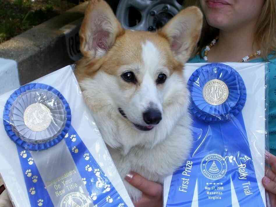 Gromit is the purebred Pembroke Welsh corgi belonging to NPR's Julie Rovner — who says she's hoping to eventually adopt a companion pooch named Wallace.