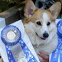 Gromit is the purebred Pembroke Welsh corgi belonging to NPR's Julie Rovner — who says she's hoping to eventually adopt a companion pooch named Wallace.