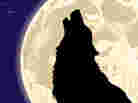 werewolf!