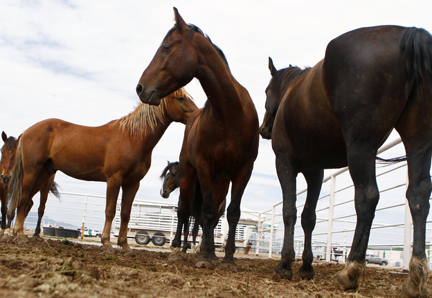 The U.S. Border Patrol uses wild mustangs rounded up from the Rockies as it takes its hunt for smugglers into the most rugged terrain on the Arizona-Mexico border.