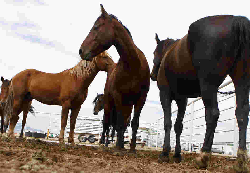 The U.S. Border Patrol uses wild mustangs rounded up from the Rockies as it takes its hunt for smugglers into the most rugged terrain on the Arizona-Mexico border.