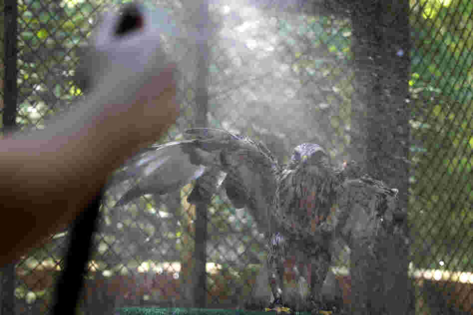 Aletta, a rough-legged hawk, flaps her wings as she gets a cooling shower from a hose at the Carolina Raptor Center in Charlotte, N.C., on Friday.
