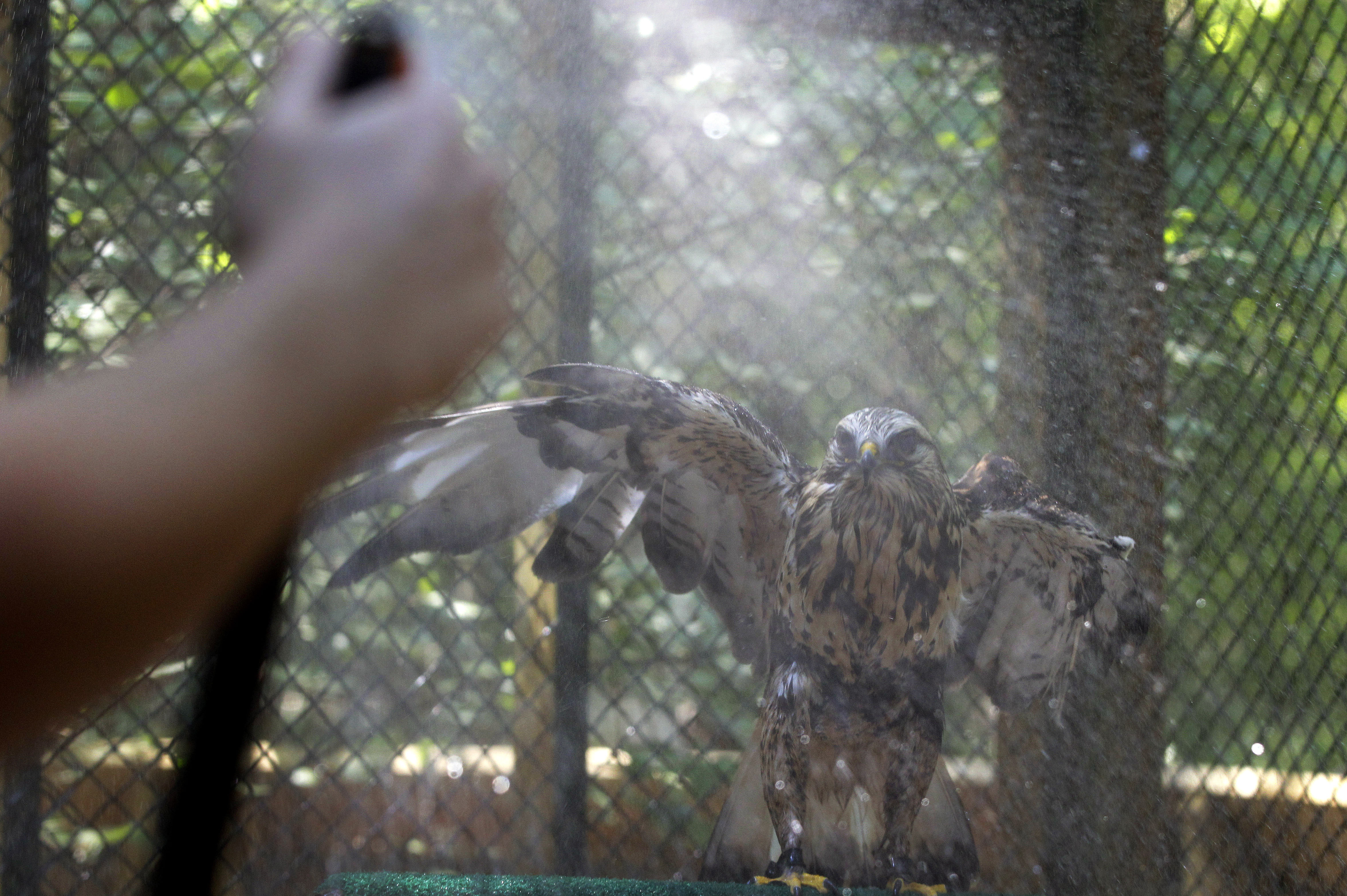 Aletta, a rough-legged hawk, flaps her wings as she gets a cooling shower from a hose at the Carolina Raptor Center in Charlotte, N.C., on Friday.
