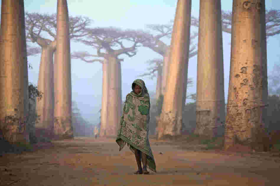 "Near the city of Morondava, on the west coast of Madagascar, lies an ancient forest of Baobab trees."