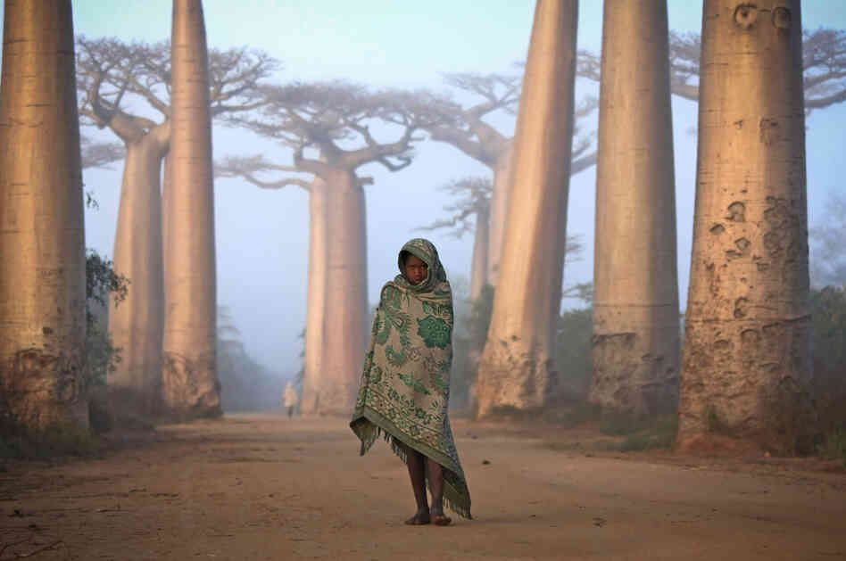 "Near the city of Morondava, on the west coast of Madagascar, lies an ancient forest of Baobab trees."
