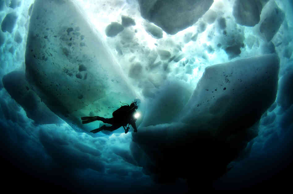 "A magical moment as tons of sea ice floats above while we explore the world beneath the waves."