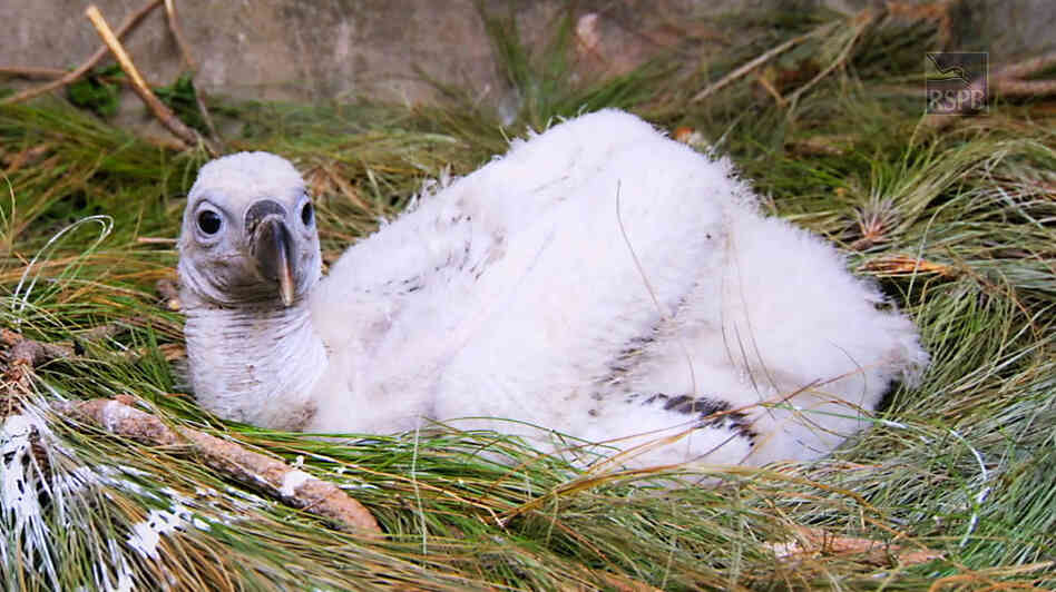 A vulture chick at a diclofenac-free care center.