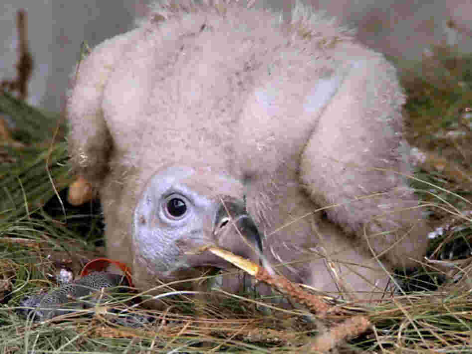 A vulture chick at a diclofenac-free care center.