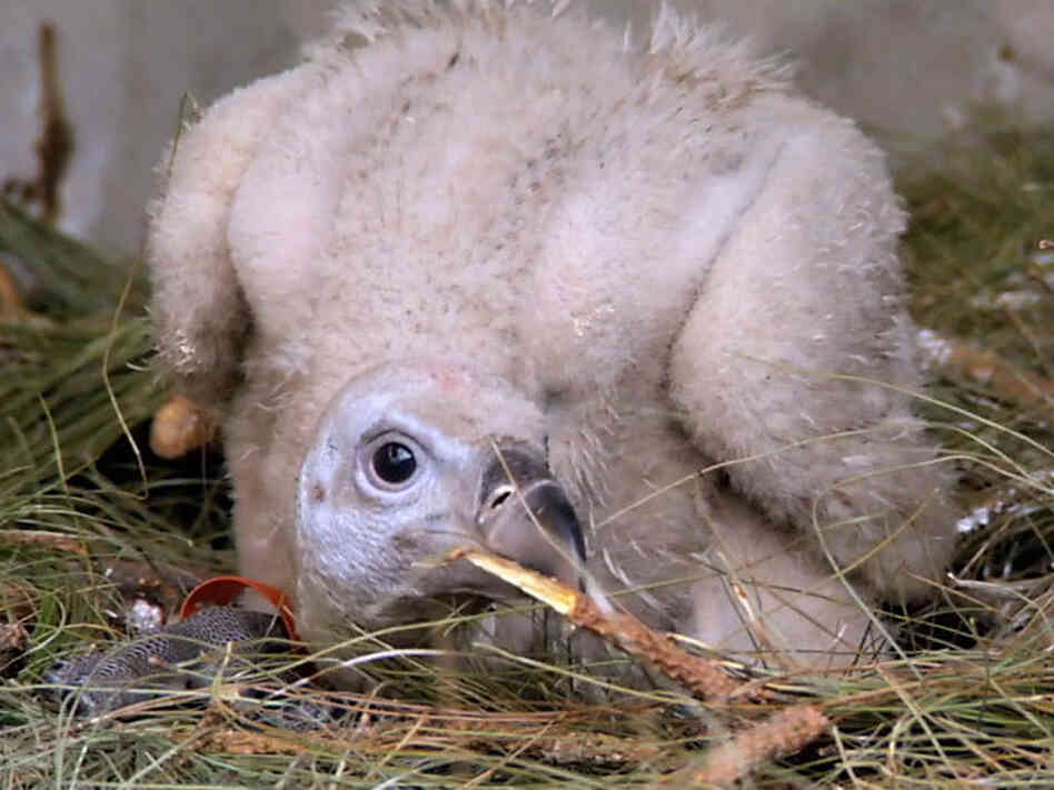 A vulture chick at a diclofenac-free care center.