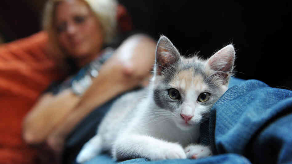 What's the link between cats and madness?