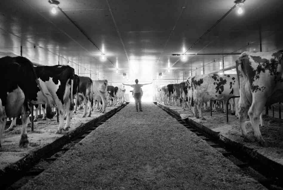 From the series Sending Milk, a project documenting Vermont family farms.