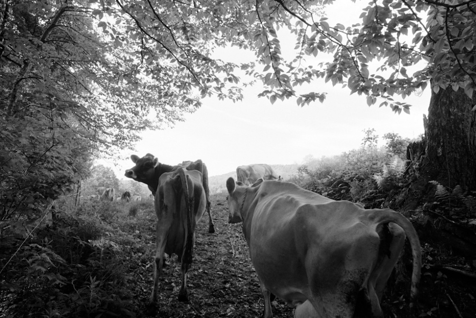 From the series Sending Milk, a project documenting Vermont family farms.