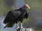 Turkey vulture perched on a post.