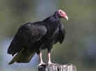 Turkey vulture perched on a post.