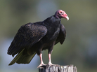 Turkey vulture perched on a post. Turkey vulture perched on a post.