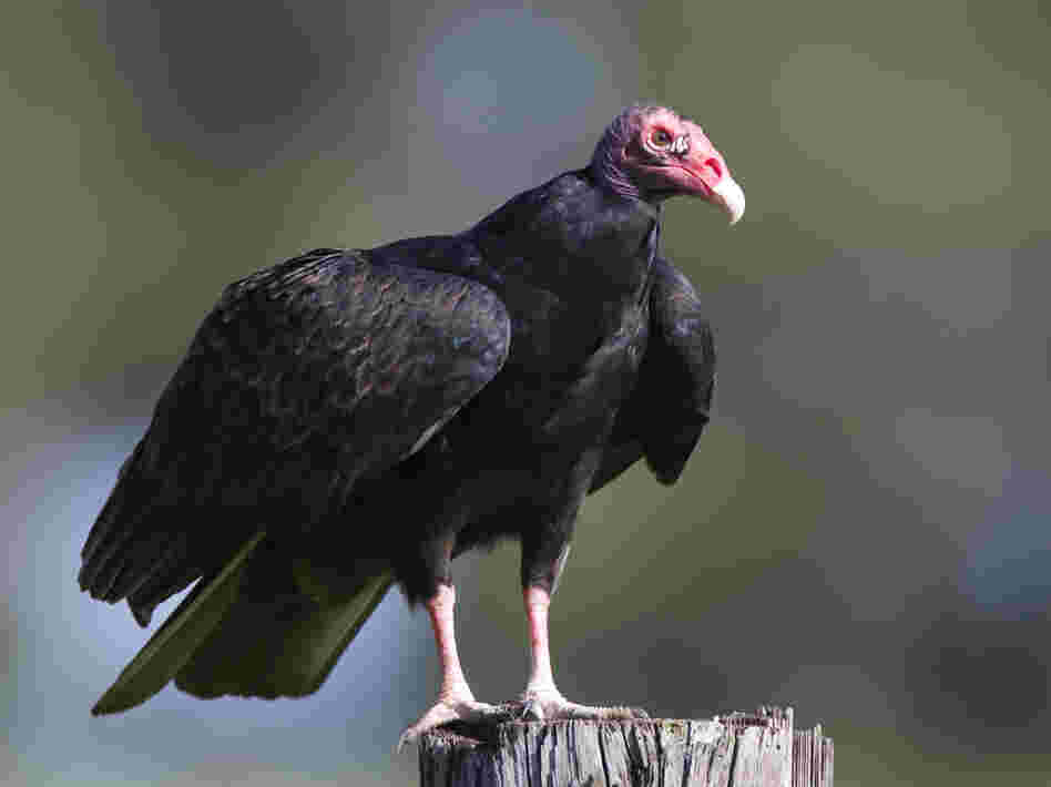 Turkey vulture perched on a post. Turkey vulture perched on a post.