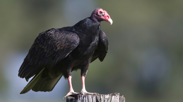 (iStockphoto.com)