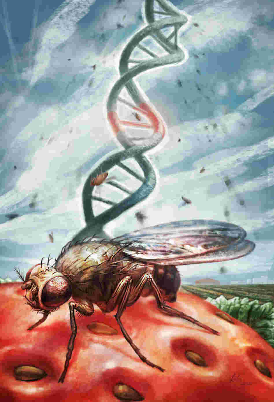 Student scientist Araw Akram discovered that fruit flies that eat nonorganic produce have lower reproduction rates than insects that eat organic food.