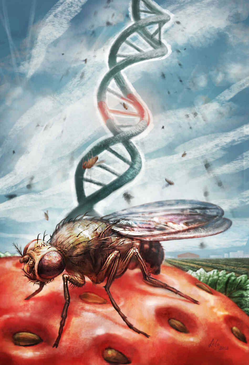 Student scientist Araw Akram discovered that fruit flies that eat nonorganic produce have lower reproduction rates than insects that eat organic food.