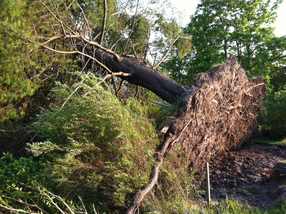 The weekend storms tore up a tree across the street from the West Virginia DOT division facility in Crawley. The weekend storms tore up a tree across the street from the West Virginia DOT division facility in Crawley.