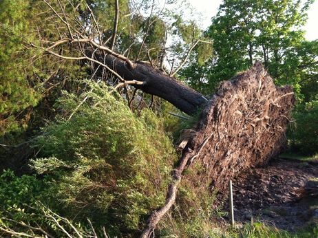 The weekend storms tore up a tree across the street from the West Virginia DOT division facility in Crawley. The weekend storms tore up a tree across the street from the West Virginia DOT division facility in Crawley.