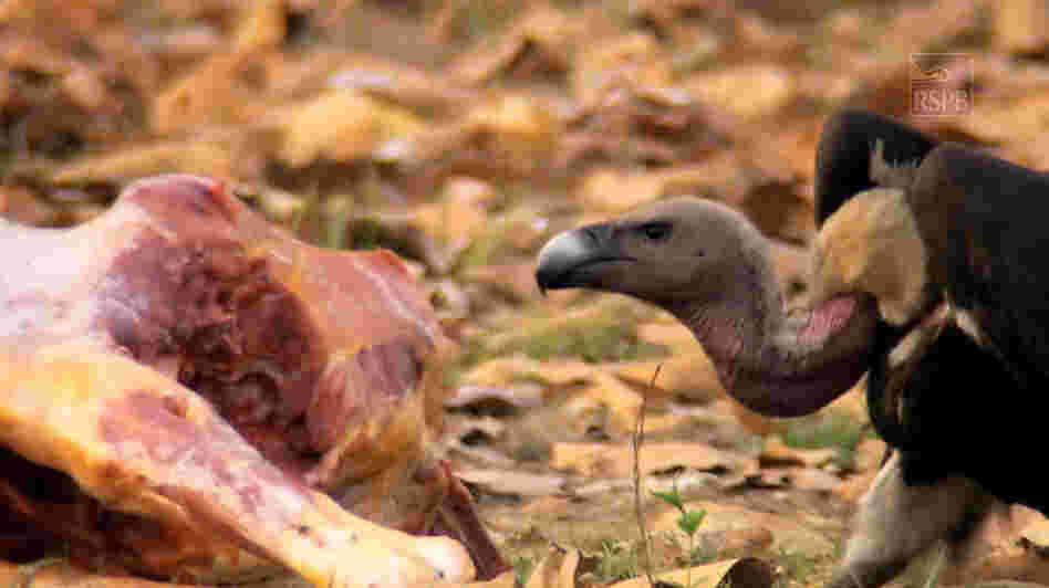 A vulture feeds on a carcass.