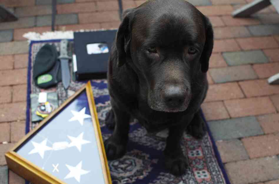 Jason McCarthy, 32, GORUCK military gear: "Java, my dog, Green Beret and Yarborough knife, Family scrapbook I had in Iraq, one-of-a-kind duct-tape wallet made by a friend, Java's finisher medal from the Chicago half marathon, grandfather's burial flag."