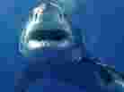 A great white shark swims off Guadeloupe.