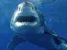 A great white shark swims off Guadeloupe.