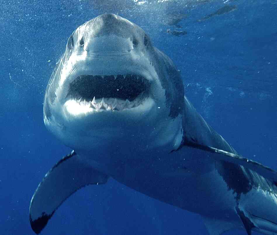 A great white shark swims off Guadeloupe.