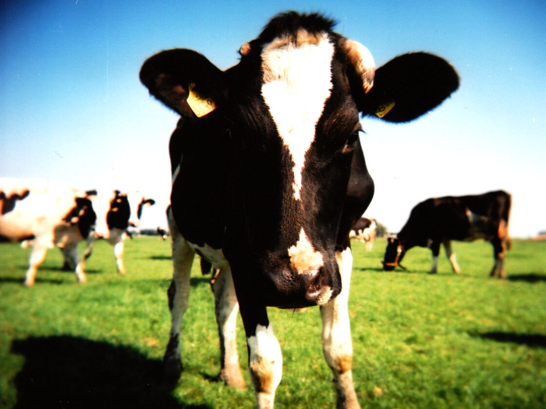 Do you know where your beef comes from?