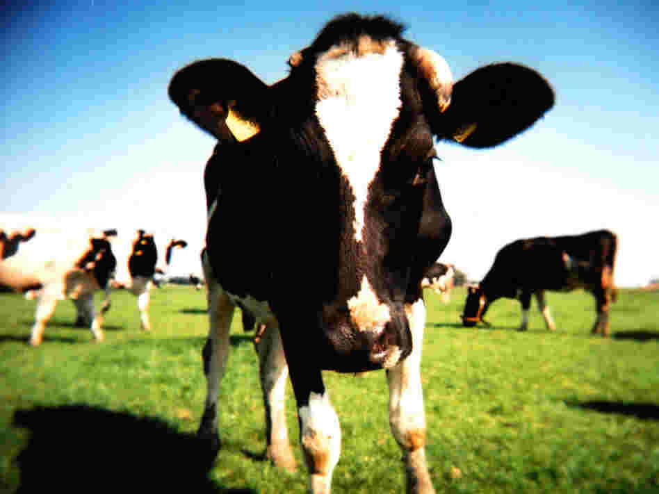 Do you know where your beef comes from?