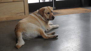 Tank relaxes in the lobby of RSA Films in Los Angeles. About a dozen dogs accompany their owners to the RSA office each day.