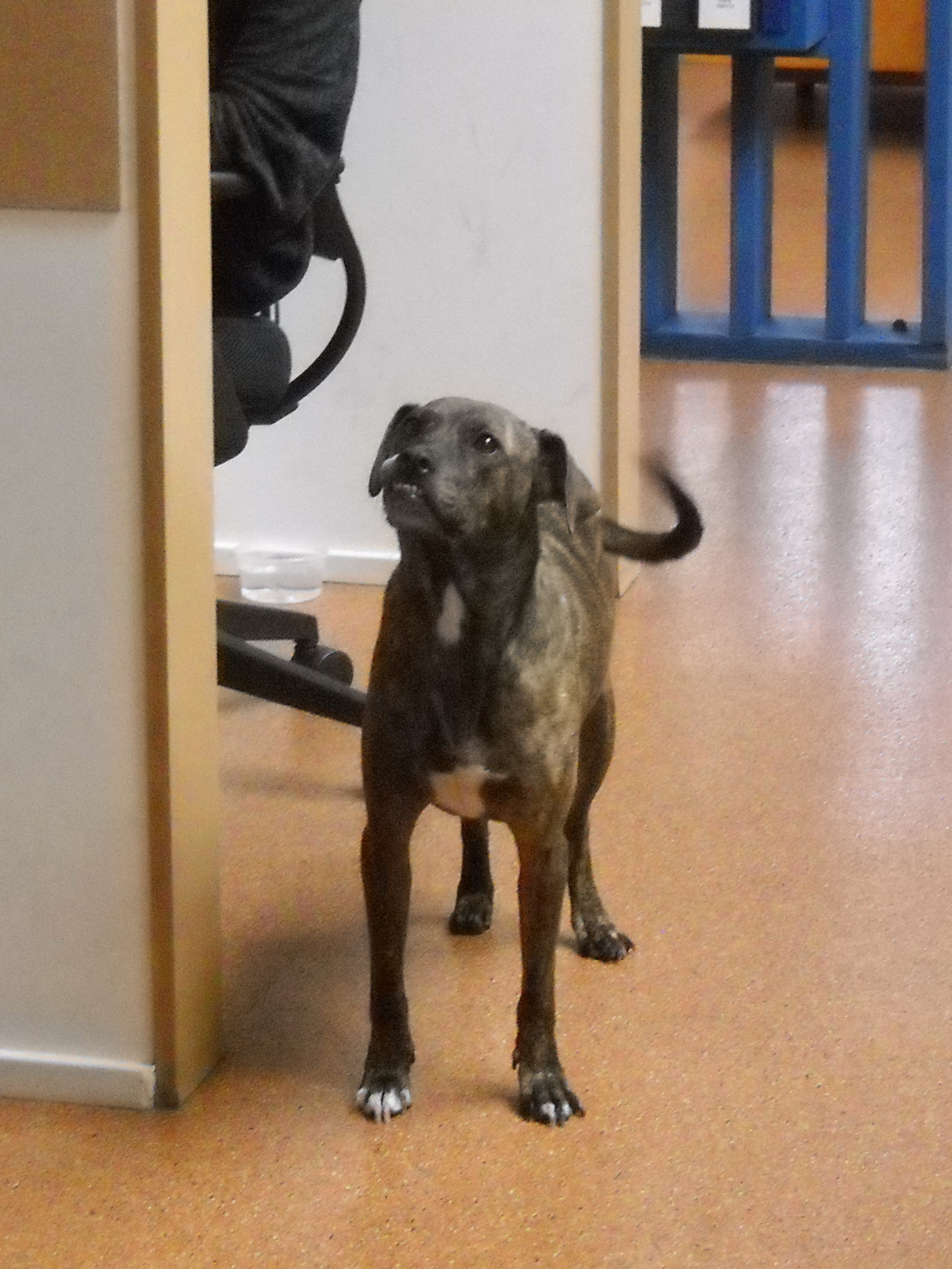 Rescue dog Karma pads around the office of Authentic Entertainment in Burbank, Calif. (Image credit: For NPR)