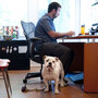 Ginger, an English bulldog, comes to work each day with Will Pisnieski. She's one of several dogs who are regular fixtures at dog-friendly Authentic Entertainment in Burbank, Calif. Ginger, an English bulldog, comes to work each day with Will Pisnieski. She's one of several dogs who are regular fixtures at dog-friendly Authentic Entertainment in Burbank, Calif.