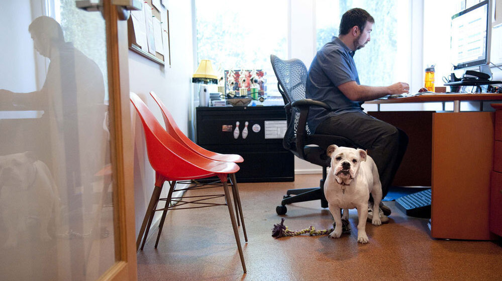 Ginger, an English bulldog, comes to work each day with Will Pisnieski. She's one of several dogs who are regular fixtures at dog-friendly Authentic Entertainment in Burbank, Calif.