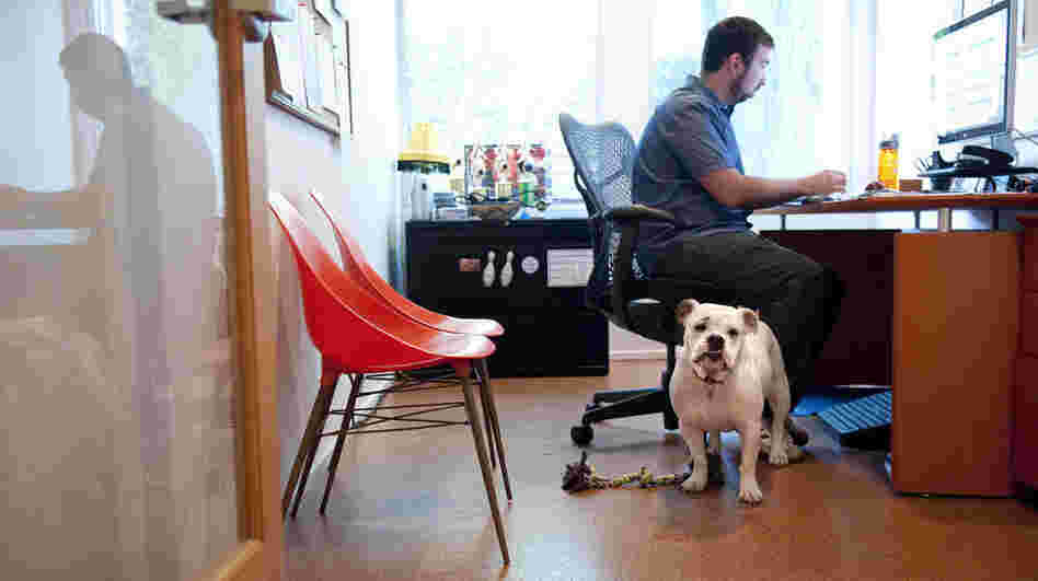 Ginger, an English bulldog, comes to work each day with Will Pisnieski. She's one of several dogs who are regular fixtures at dog-friendly Authentic Entertainment in Burbank, Calif.