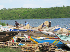 At Osindo Beach, local fishermen come in from fishing on Lake Victoria. Some fishermen are reluctant to get circumcised because they would miss three days of work. At Osindo Beach, local fishermen come in from fishing on Lake Victoria. Some fishermen are reluctant to get circumcised because they would miss three days of work.