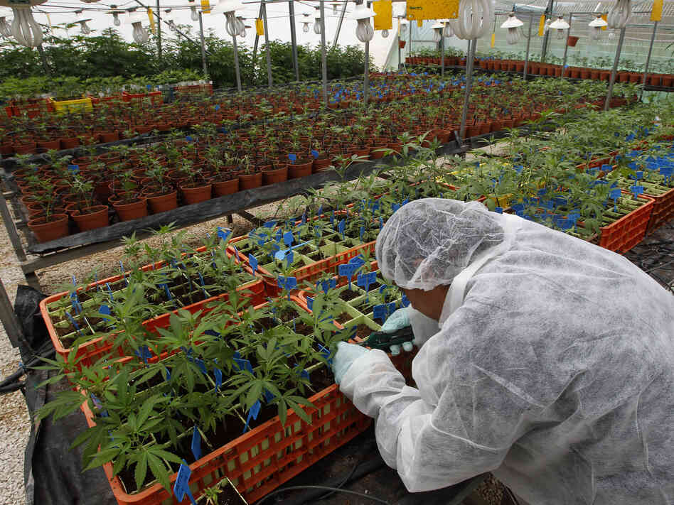 A worker tends to cannabis plants at a plantation in northern Israel. Researchers say they have developed marijuana that can be used to ease the symptoms of some ailments without getting patients high.