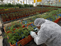 A worker tends to cannabis plants at a plantation in northern Israel. Researchers say they have developed marijuana that can be used to ease the symptoms of some ailments without getting patients high.