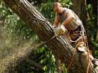 In Silver Spring, Md., on Monday, Matt MacCartney was one of many workers dismantling fallen trees that took down power lines. In Silver Spring, Md., on Monday, Matt MacCartney was one of many workers dismantling fallen trees that took down power lines.