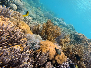 Fish swim by a colorful variety of coral near Indonesia's Komodo island. Fish swim by a colorful variety of coral near Indonesia's Komodo island.