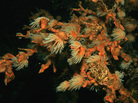 Coral polyps feed in the plankton-rich waters by Santa Catalina, Panama. A new study of coral reefs off the Pacific coast of Panama shows that dead coral reefs may be able to recover from rising ocean temperatures and other environmental disasters. Coral polyps feed in the plankton-rich waters by Santa Catalina, Panama. A new study of coral reefs off the Pacific coast of Panama shows that dead coral reefs may be able to recover from rising ocean temperatures and other environmental disasters.